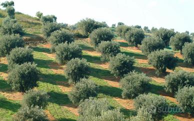 Terreno agricolo in calabria