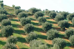 Terreno agricolo in calabria