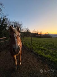 Cavalla Haflingher Avelignese