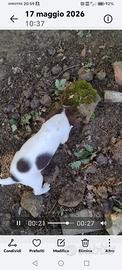 Cuccioli da tartufo
