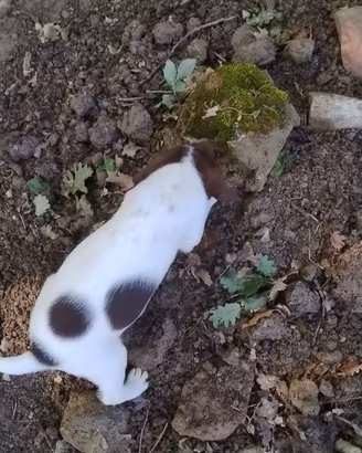 Cuccioli da tartufo