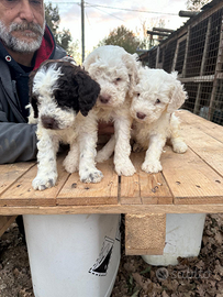 Cuccioli di Lagotto romagnolo