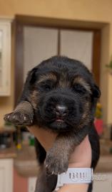 Cucciolo pastore tedesco