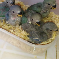 Pulli di inseparabili allevati a mano