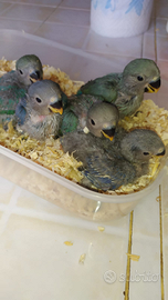 Pulli di inseparabili allevati a mano