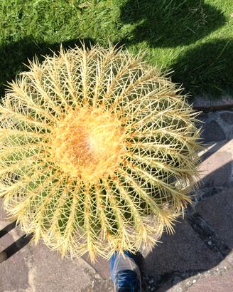 Pianta grassa