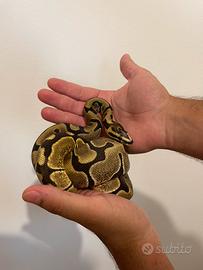 Pitone reale "enchi scaleless head 100% het albi