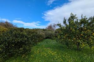 Terreno Agricolo - Siracusa