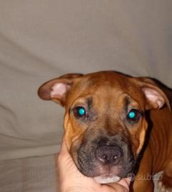 Cuccioli Amstaff