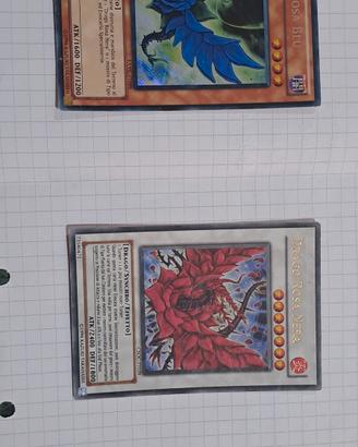 Drago Rosa Nera e Drago rosa Blu