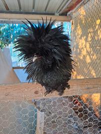 Galline ornamentali