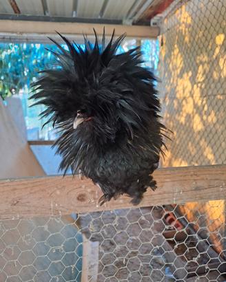 Galline ornamentali