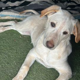 Una famiglia per Goccia?