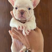 Cuccioli di bulldog francese