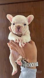 Cuccioli di bulldog francese