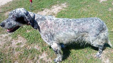 Setter femmina