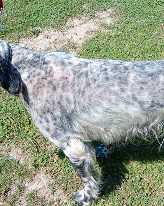 Setter femmina
