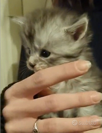 Femmine Maine coon con pedigree