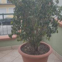 ficus bengiamin