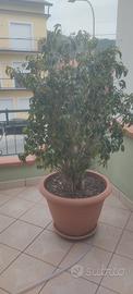 ficus bengiamin