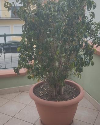 ficus bengiamin