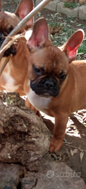 Cuccioli di bulldog francese