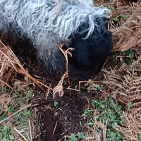 Cane da tartufi lagotto breton