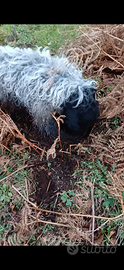 Cane da tartufi lagotto breton