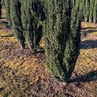 Ilex crenata fastigiata h150cm