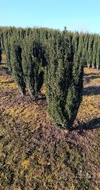 Ilex crenata fastigiata h150cm