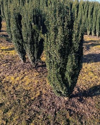 Ilex crenata fastigiata h150cm