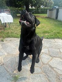 Labrador Retriever