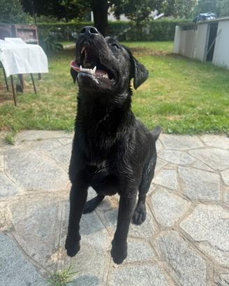 Labrador Retriever