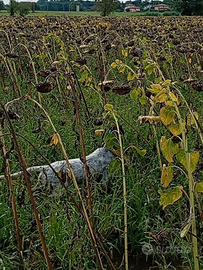 Setter femmina BECCACCE