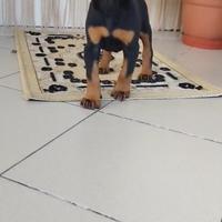 Dobermann