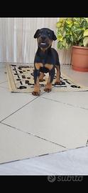 Dobermann