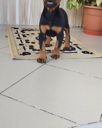 Dobermann