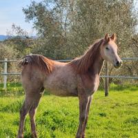 Cavallo Arabo