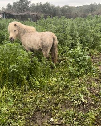 Pony