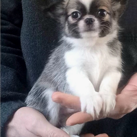 Cuccioli Chihuahua
