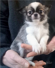 Cuccioli Chihuahua