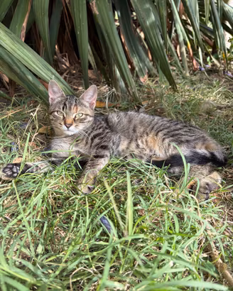 Gattina tigrata