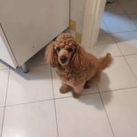 Barboncino Maschio disponibile per accoppiamento