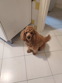 Barboncino Maschio disponibile per accoppiamento