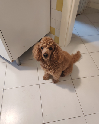 Barboncino Maschio disponibile per accoppiamento