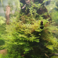 Muschio di Giava pianta acquario