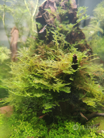 Muschio di Giava pianta acquario