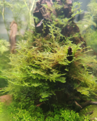Muschio di Giava pianta acquario