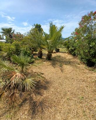 PALMA PHOENIX ALTE 3 M