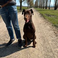 Dobermann per monta